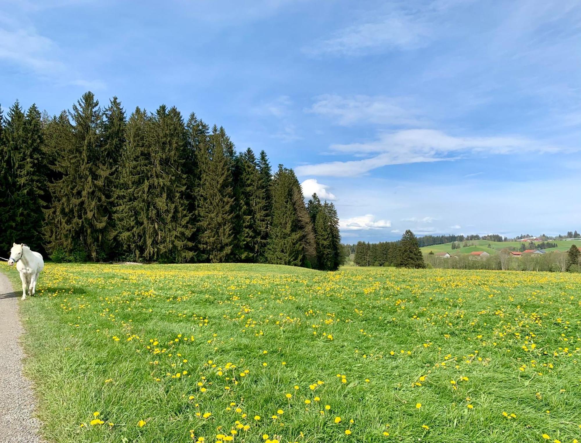 Lindners Hideaways - Bergnest Lodge - Bergblick Fewo 6 Pers Balkon Garten Hund Ski Unterkunft Luftkurort Oberreute Naehe Buchenegger Wasserfaelle Eistobel Bodensee Eksteriør bilde